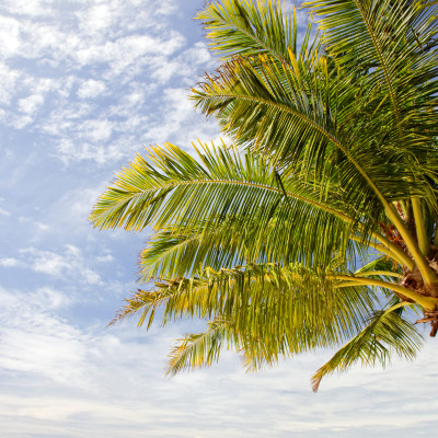 Fototapet cu un palmier tropical sub cerul albastru plin de nori, integrat într-un living modern.