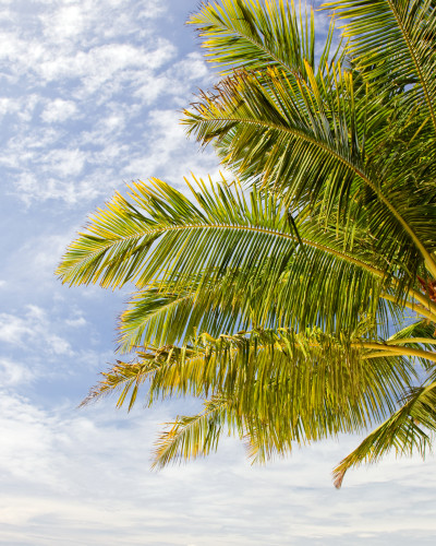 Fototapet cu un palmier tropical sub cerul albastru plin de nori, integrat într-un living modern.