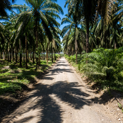 Tico Palm Parkway
