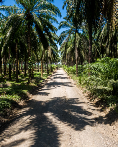 Tico Palm Parkway