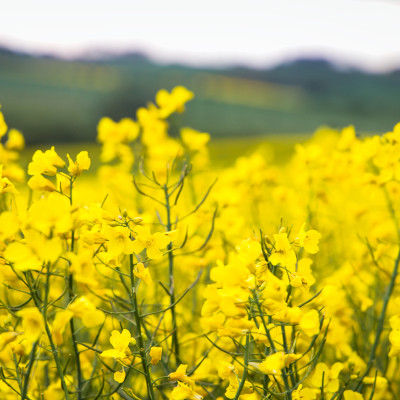 Golden Bloom Meadow