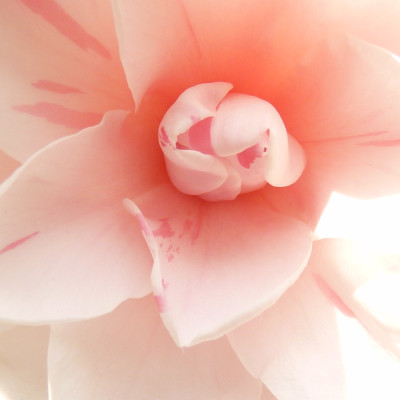 Camellia Bloom Serenity, Simply Walls