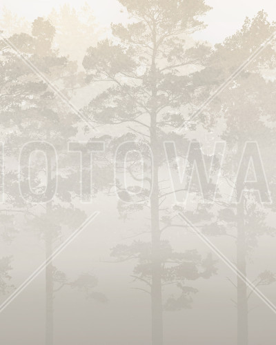 Misty Pine Forest, Beige, Photowall